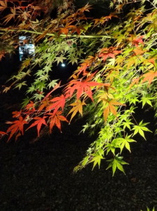 紅葉　ライトアップ